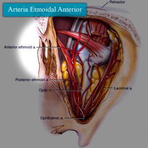 Arteria etmoidal anterior en esquema 1