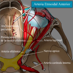Arteria etmoidal anterior en esquema 3