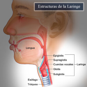 Estructuras de la laringe
