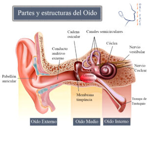 Partes y estructuras de oído con glomus