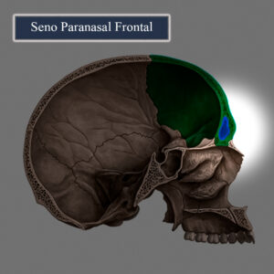 Seno paranasal frontal esqueleto 1