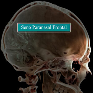 Seno paranasal frontal esqueleto