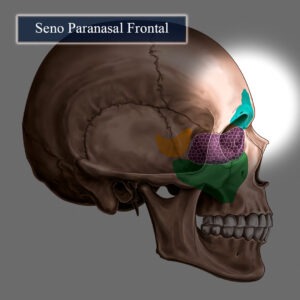 Seno paranasal frontal esqueleto en colores 1