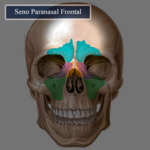 Seno paranasal frontal esqueleto en colores