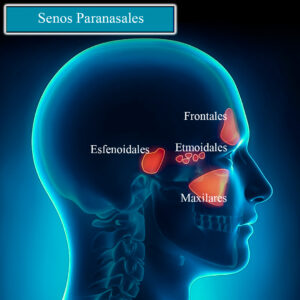 senos paranasales lateral