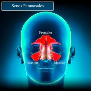senos paranasales todos